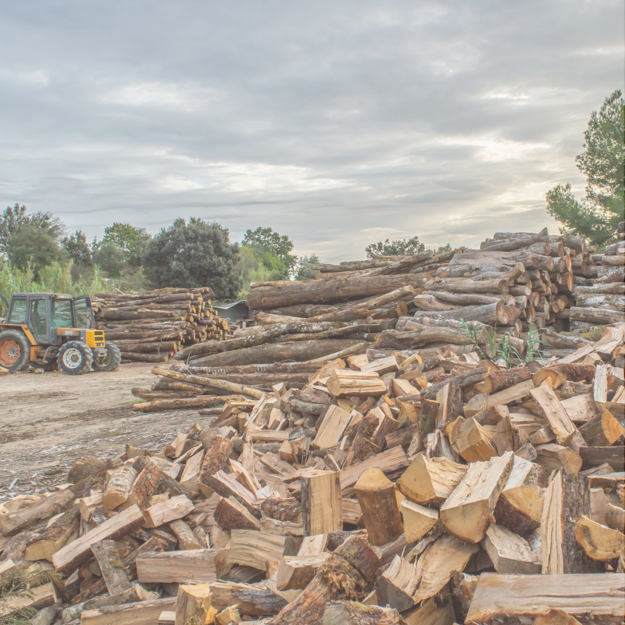 Bois de l'Hérault : chêne et hêtre